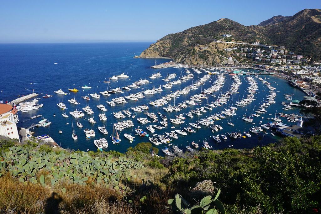 Avalon Bay from the hillside, full of moored boats, with the Casino at left