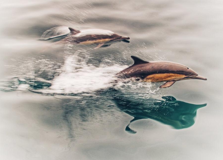 Two common dolphins leaping through the water