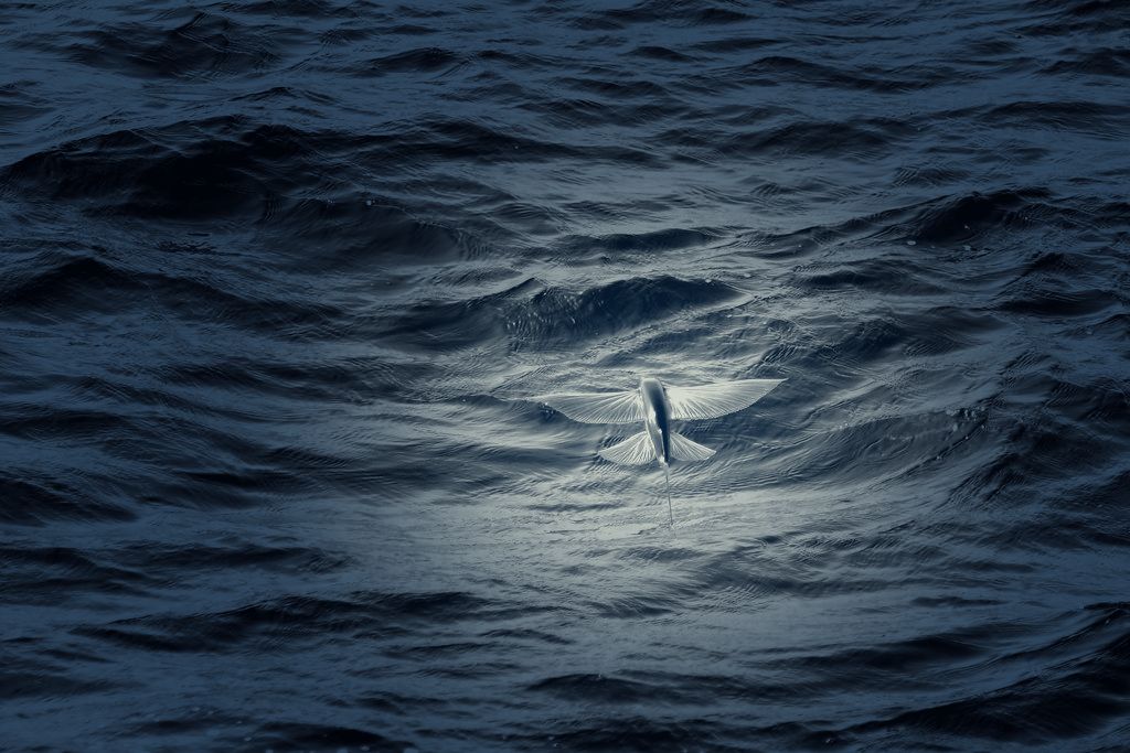 A flying fish gliding with its fins spread, lit by a searchlight on dark water