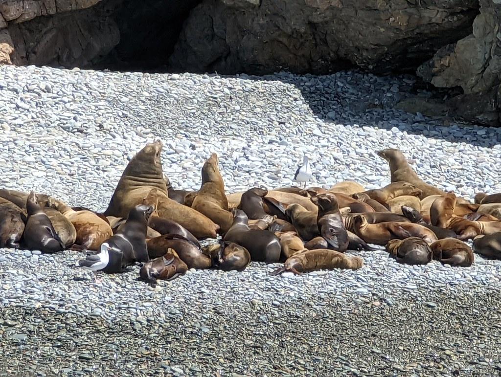 Dozens of California sea lions resting on a pebble beach at Catalina Island